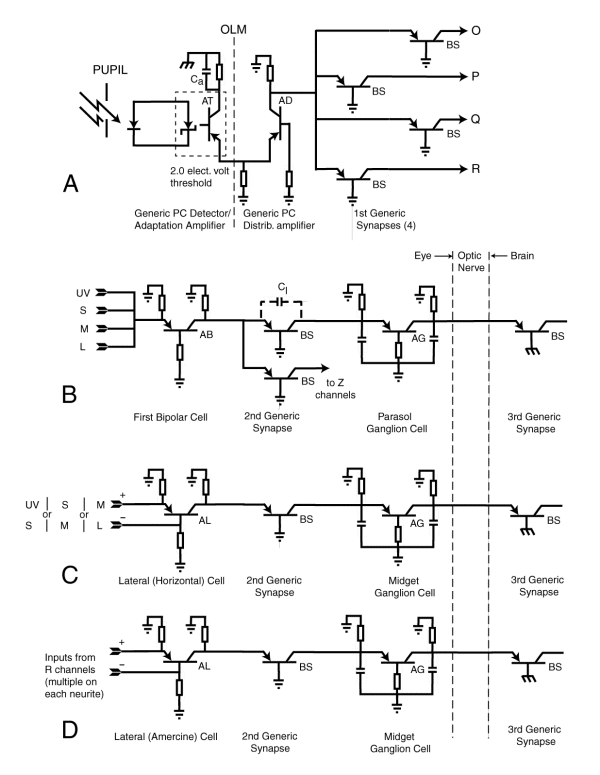 Fundamental circuit diagram of vision@ 600x1000 pixels