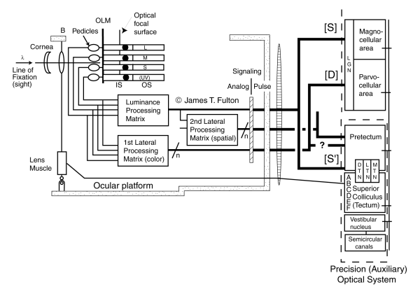 Simplifed Block Diagram of Retinal Signal Processing re focus