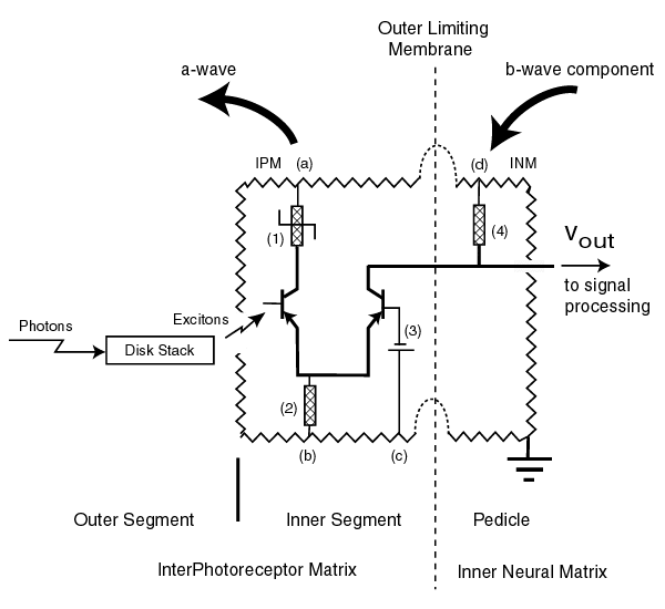 Circuit diagram of the photoreceptor cell