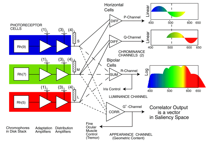 Simplifed Block Diagram of Retinal Signal Processing