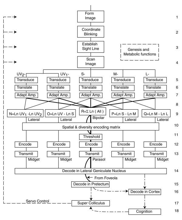visual system block diagram